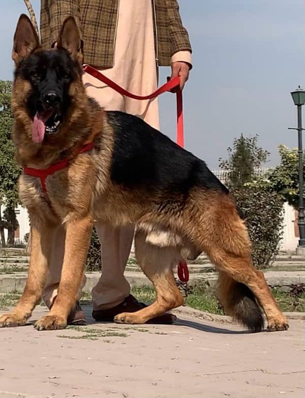 German shepherd double coat full security guard male 11 month for sale 2