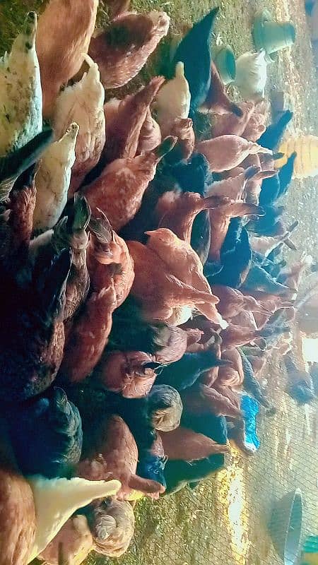 Golden Misri hens for sale 0