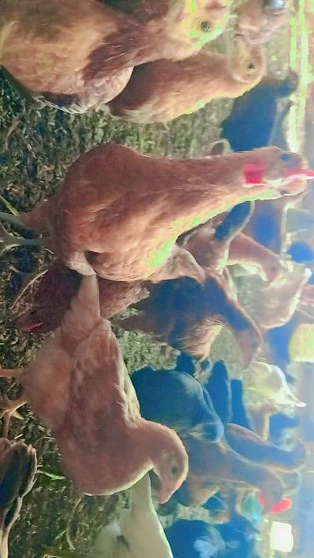 Golden Misri hens for sale 1