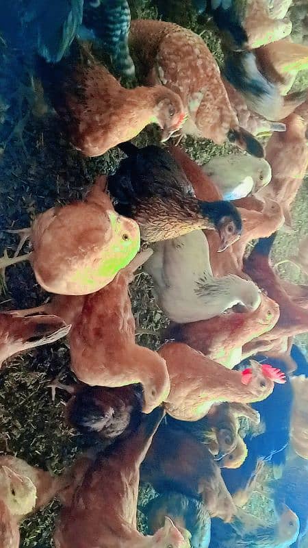 Golden Misri hens for sale 2