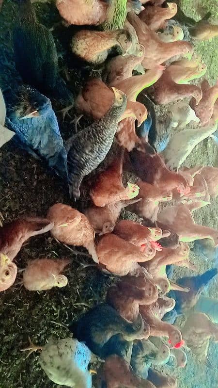 Golden Misri hens for sale 3