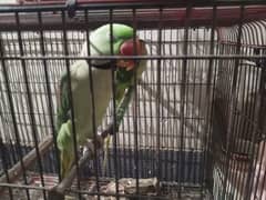 pahari parrot for sale