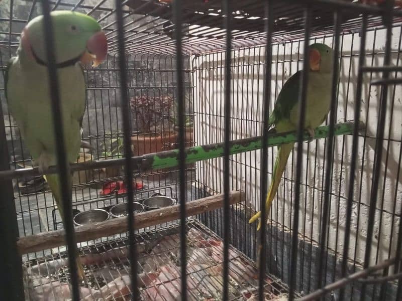 pahari parrot for sale 1