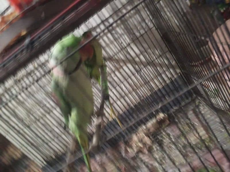 pahari parrot for sale 2