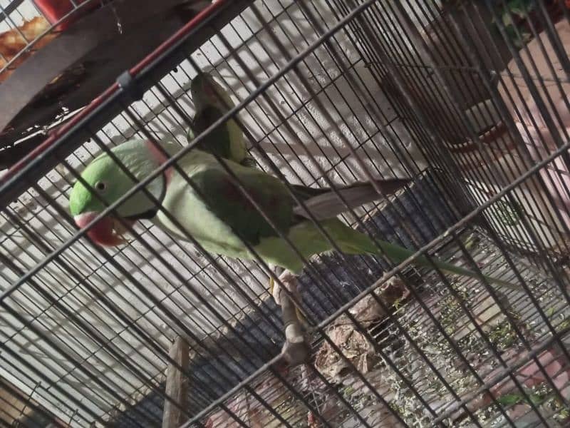 pahari parrot for sale 3