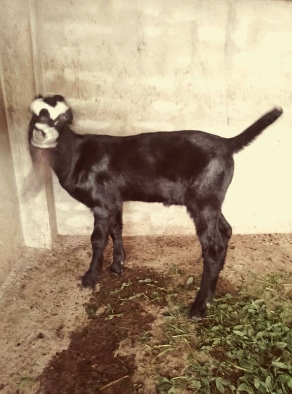 Bakri 3