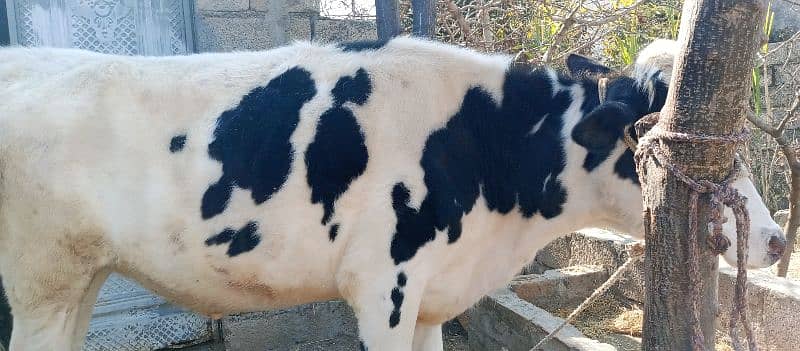 Australian Freizien cows (Heifer) 0