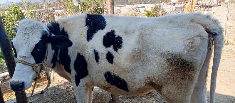 Australian Freizien cows (Heifer) 1