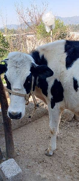 Australian Freizien cows (Heifer) 2