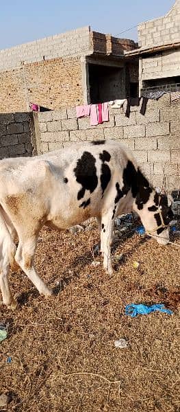 Australian Freizien cows (Heifer) 5