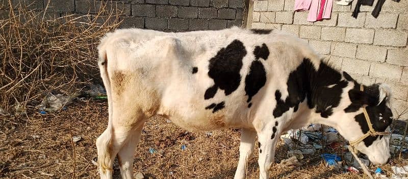 Australian Freizien cows (Heifer) 6