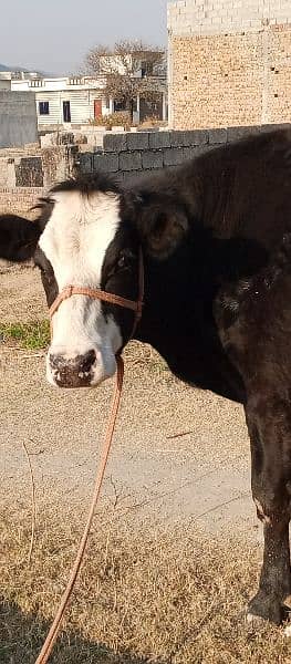 Australian Freizien cows (Heifer) 7