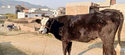 Friesian cow /Jearsy cow /frizan /American /wachi /Gaee/گائے