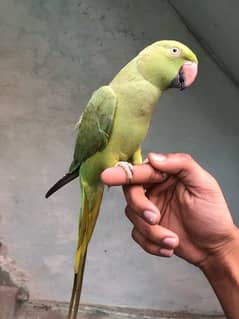 Talking Green Parrot | Home Breed