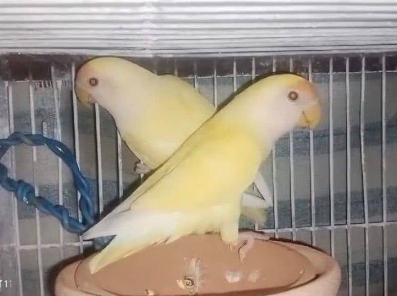 Rosicolli Creamino Love Birds Breeder Pair 0