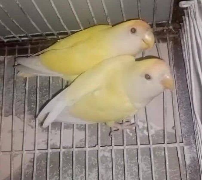 Rosicolli Creamino Love Birds Breeder Pair 1