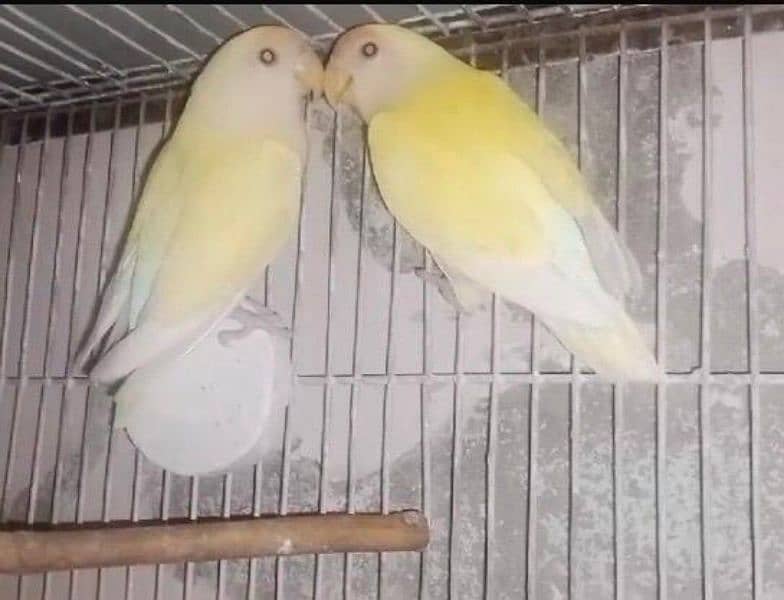 Rosicolli Creamino Love Birds Breeder Pair 2