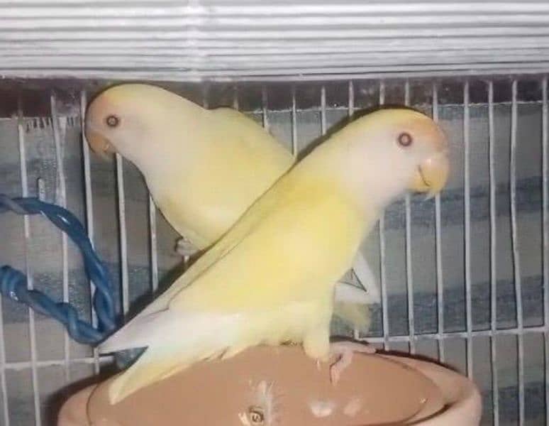 Rosicolli Creamino Love Birds Breeder Pair 3