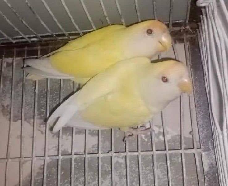 Rosicolli Creamino Love Birds Breeder Pair 4