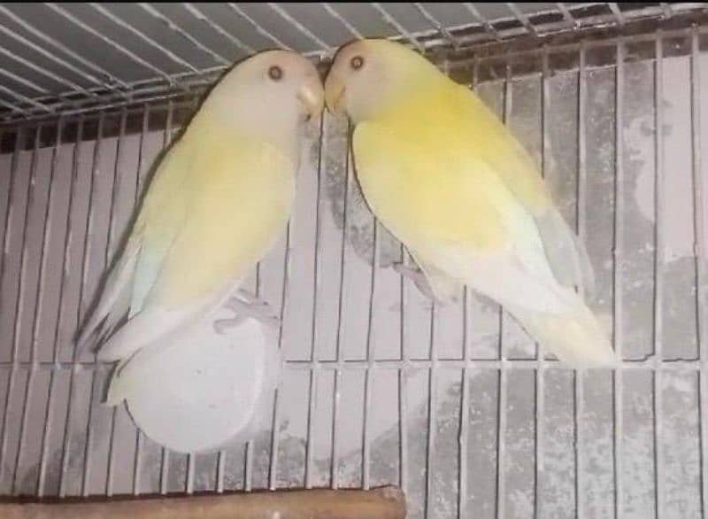 Rosicolli Creamino Love Birds Breeder Pair 5