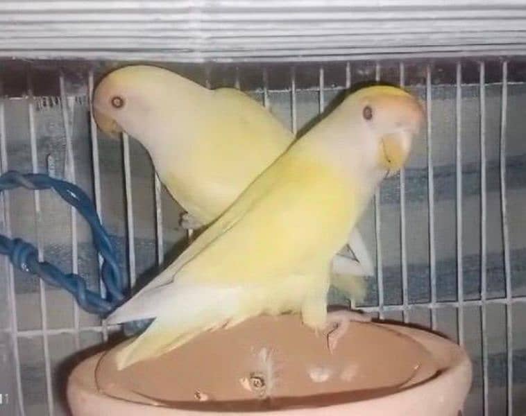 Rosicolli Creamino Love Birds Breeder Pair 6