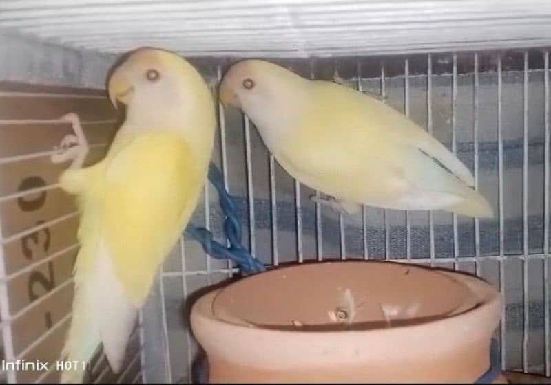 Rosicolli Creamino Love Birds Breeder Pair 7