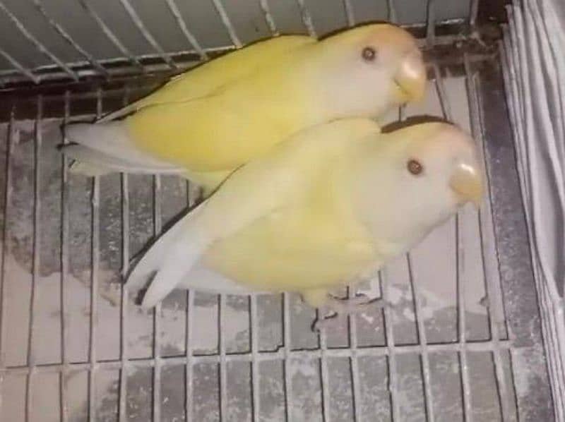 Rosicolli Creamino Love Birds Breeder Pair 8