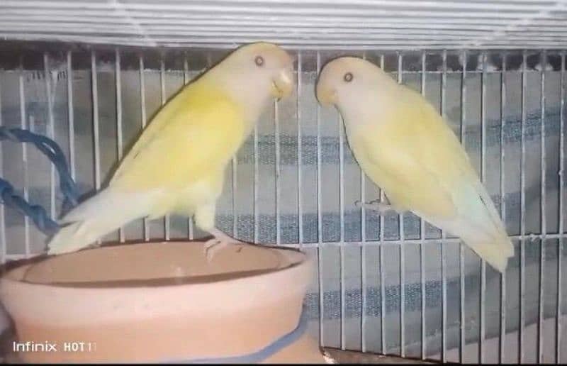 Rosicolli Creamino Love Birds Breeder Pair 10