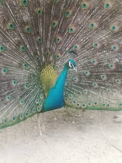 Peacock set for sale