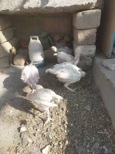 aseel Hira chicks for sale 6 piece h 5500 ka jora