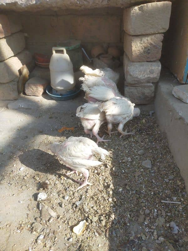 aseel Hira chicks for sale 6 piece h 5500 ka jora 1