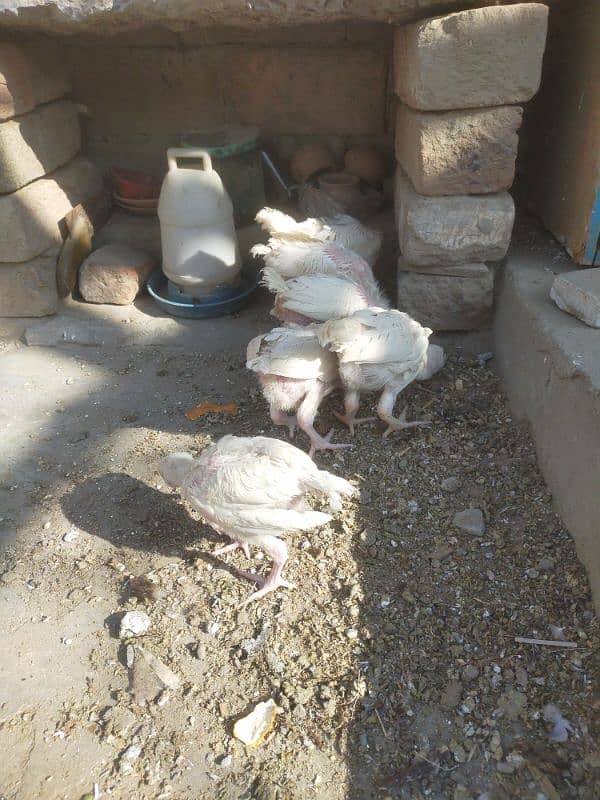 aseel Hira chicks for sale 6 piece h 5500 ka jora 2