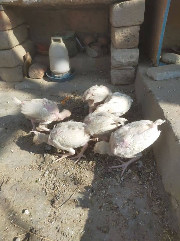 aseel Hira chicks for sale 6 piece h 5500 ka jora 3