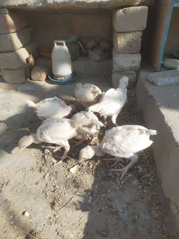 aseel Hira chicks for sale 6 piece h 5500 ka jora 4