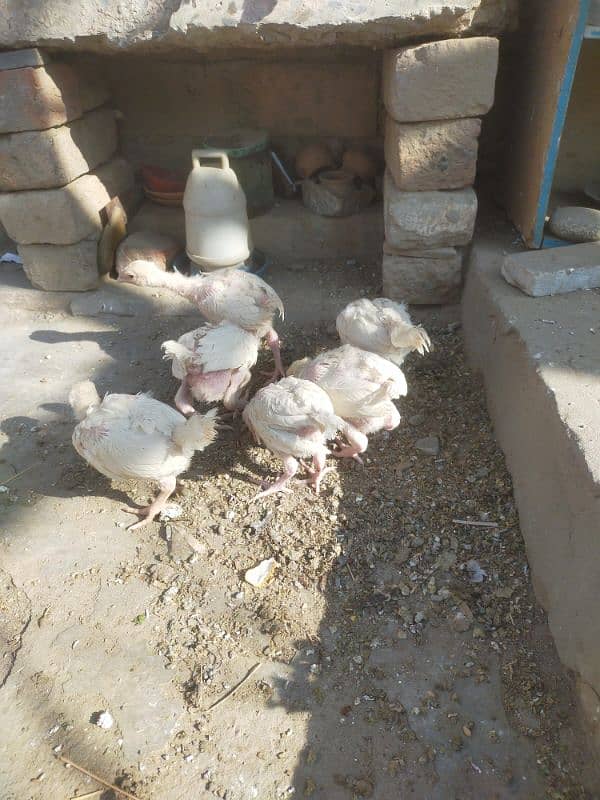 aseel Hira chicks for sale 6 piece h 5500 ka jora 5