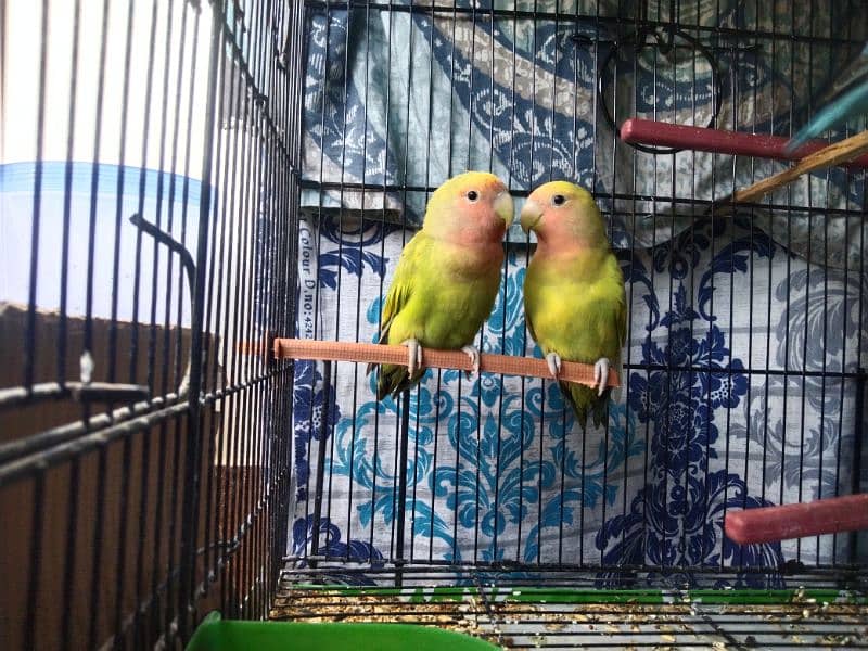 Cocktail, Ringneck & Lovebirds for sale 9