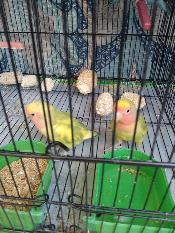 Cocktail, Ringneck & Lovebirds for sale 10