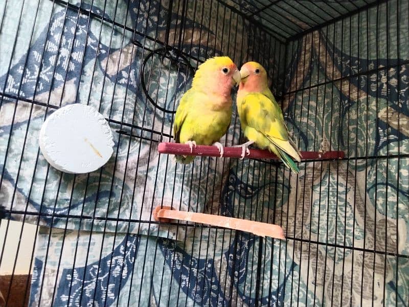 Cocktail, Ringneck & Lovebirds for sale 11