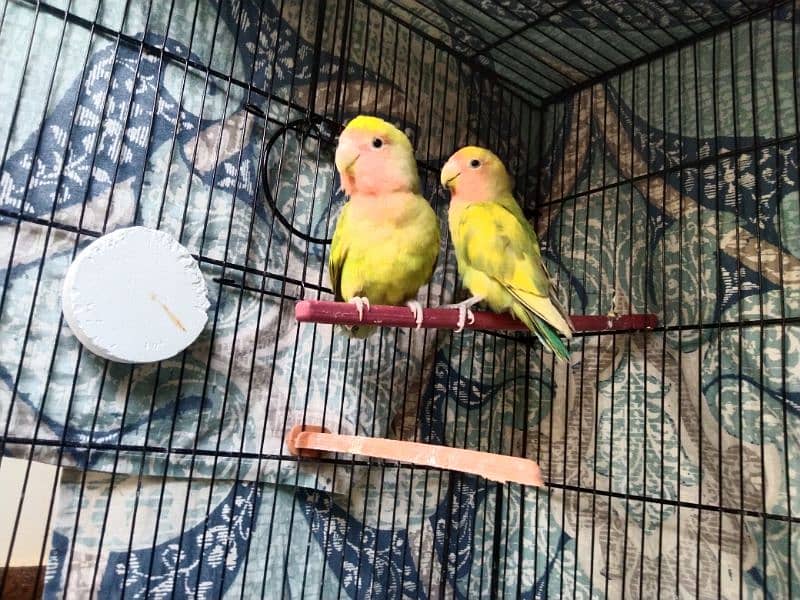 Cocktail, Ringneck & Lovebirds for sale 12