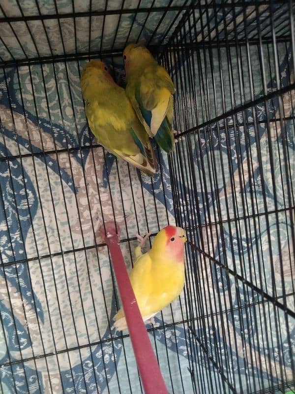 Cocktail, Ringneck & Lovebirds for sale 14