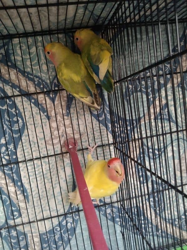 Cocktail, Ringneck & Lovebirds for sale 15