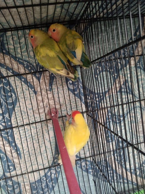 Cocktail, Ringneck & Lovebirds for sale 16