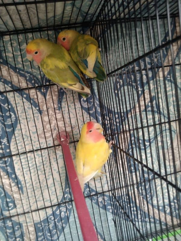 Cocktail, Ringneck & Lovebirds for sale 17