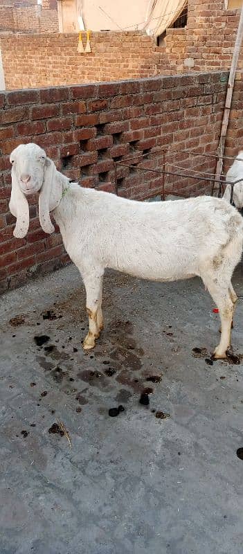 Rajan puri beautiful Goat  For urgent sale 0