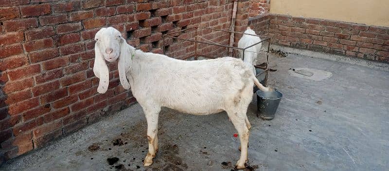 Rajan puri beautiful Goat  For urgent sale 1