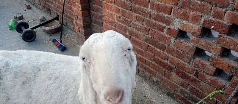 Rajan puri beautiful Goat  For urgent sale 2