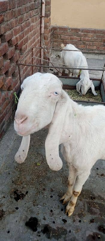 Rajan puri beautiful Goat  For urgent sale 3