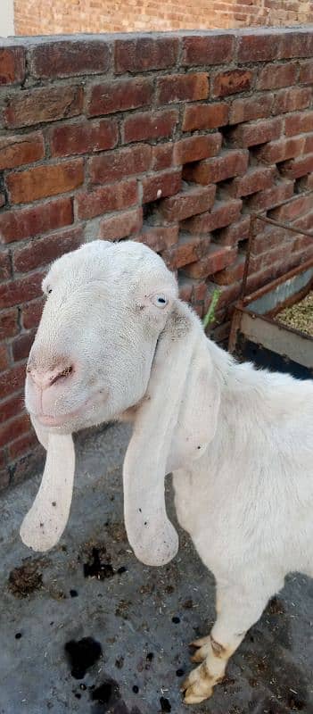 Rajan puri beautiful Goat  For urgent sale 4