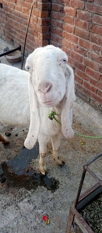 Rajan puri beautiful Goat  For urgent sale 6