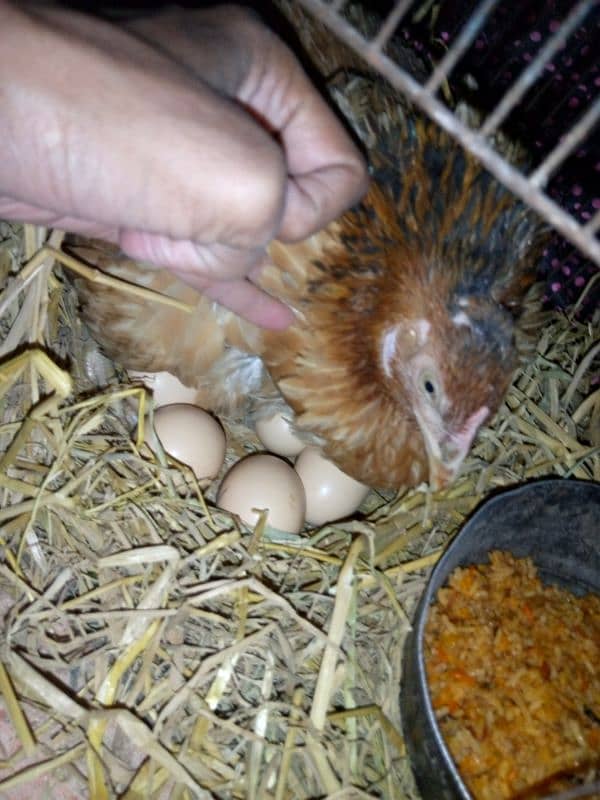 Kuruk aseel murgi with 8 Eggs 0